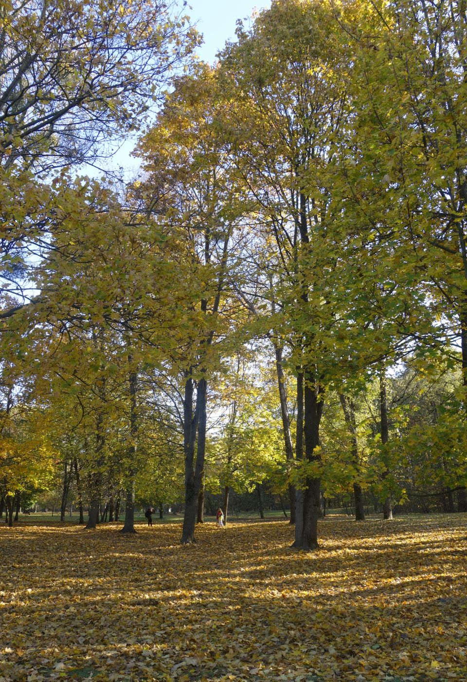 Коложа, image of landscape/habitat.