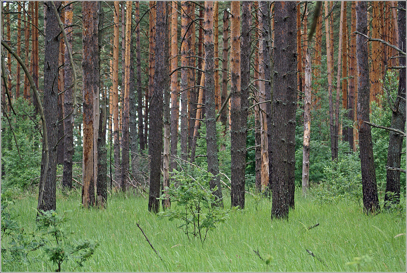 Лесничество «Красный Маяк», image of landscape/habitat.