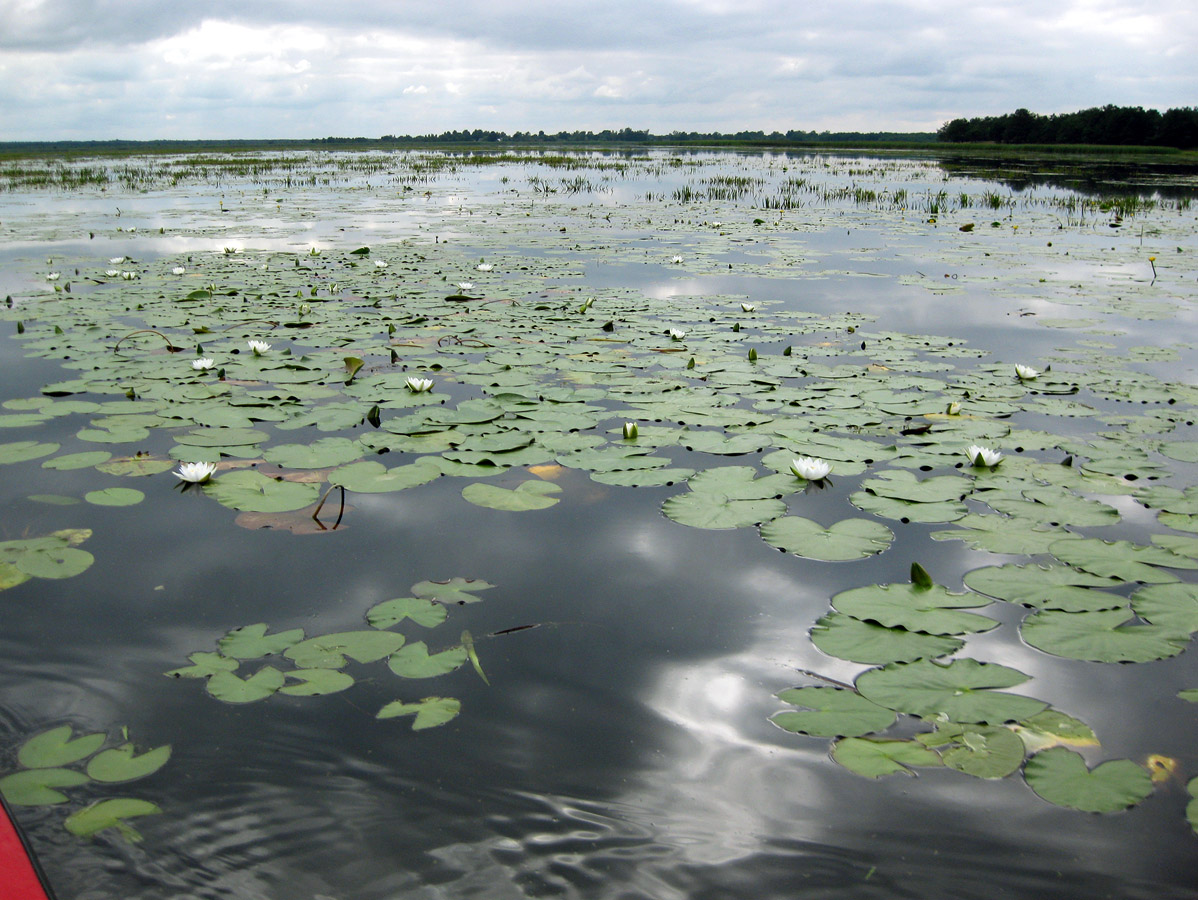 Озеро Волянское, image of landscape/habitat.