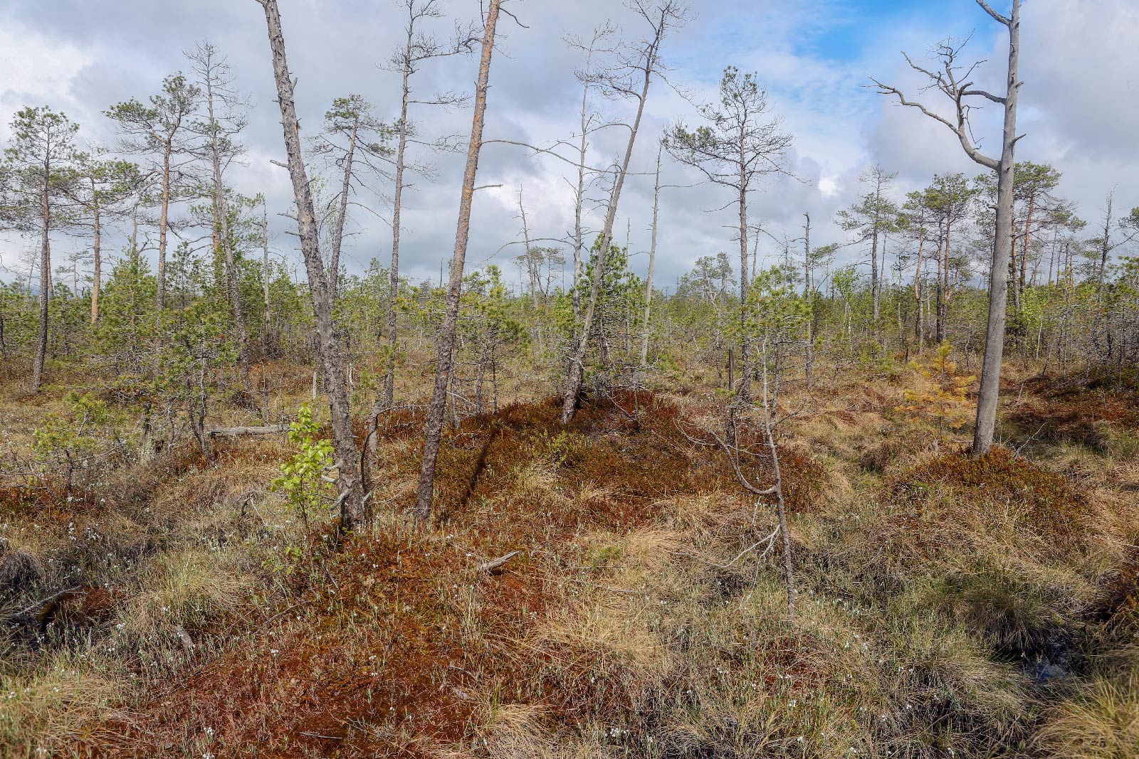 Окрестности Краснокамска, image of landscape/habitat.