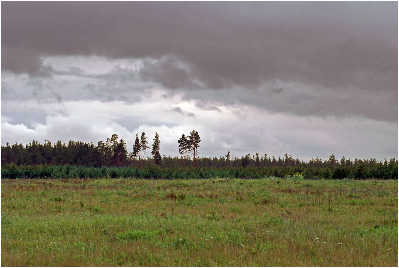 Лесничество «Красный Маяк», image of landscape/habitat.