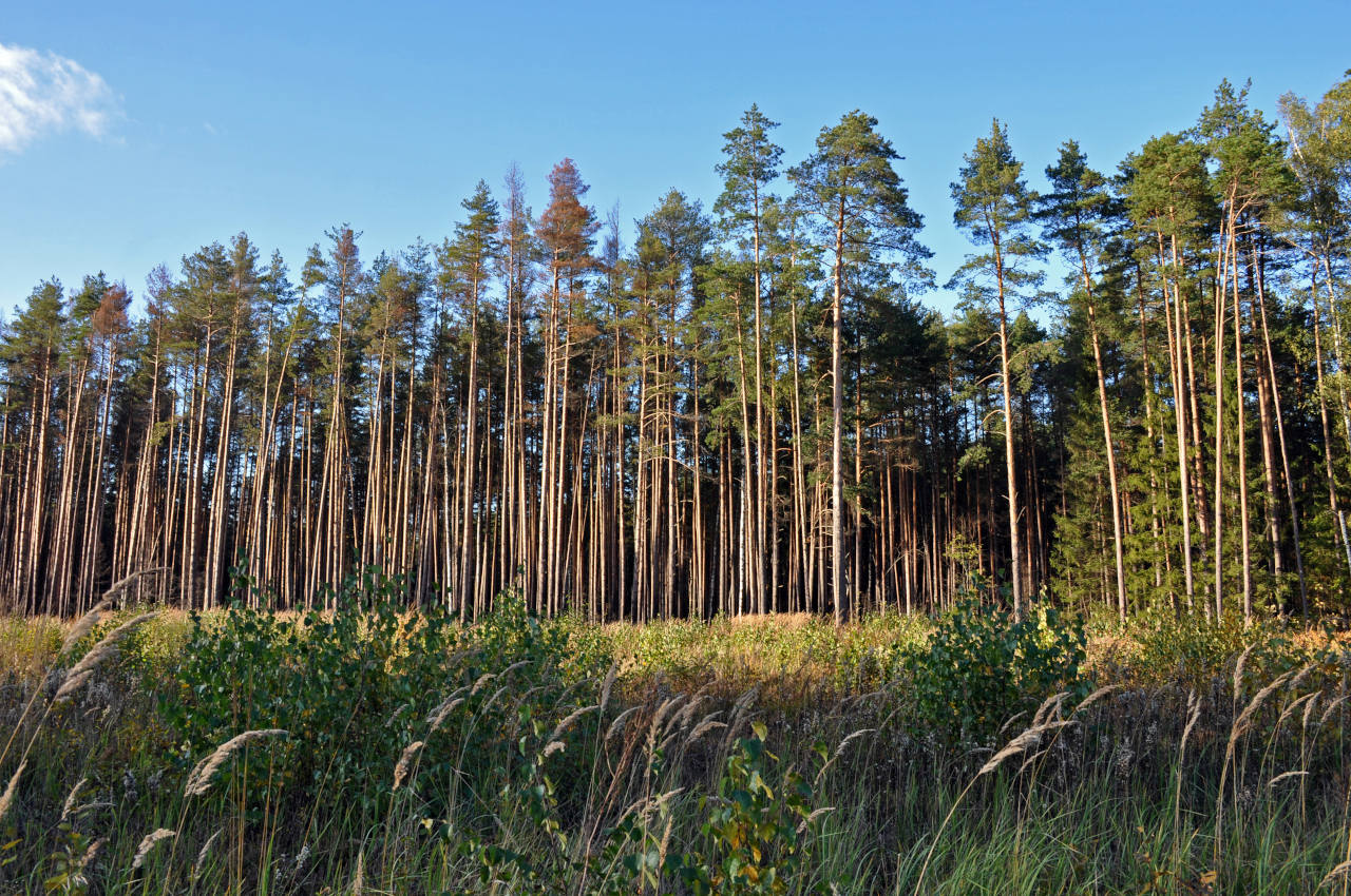 Долина реки Якоть, image of landscape/habitat.