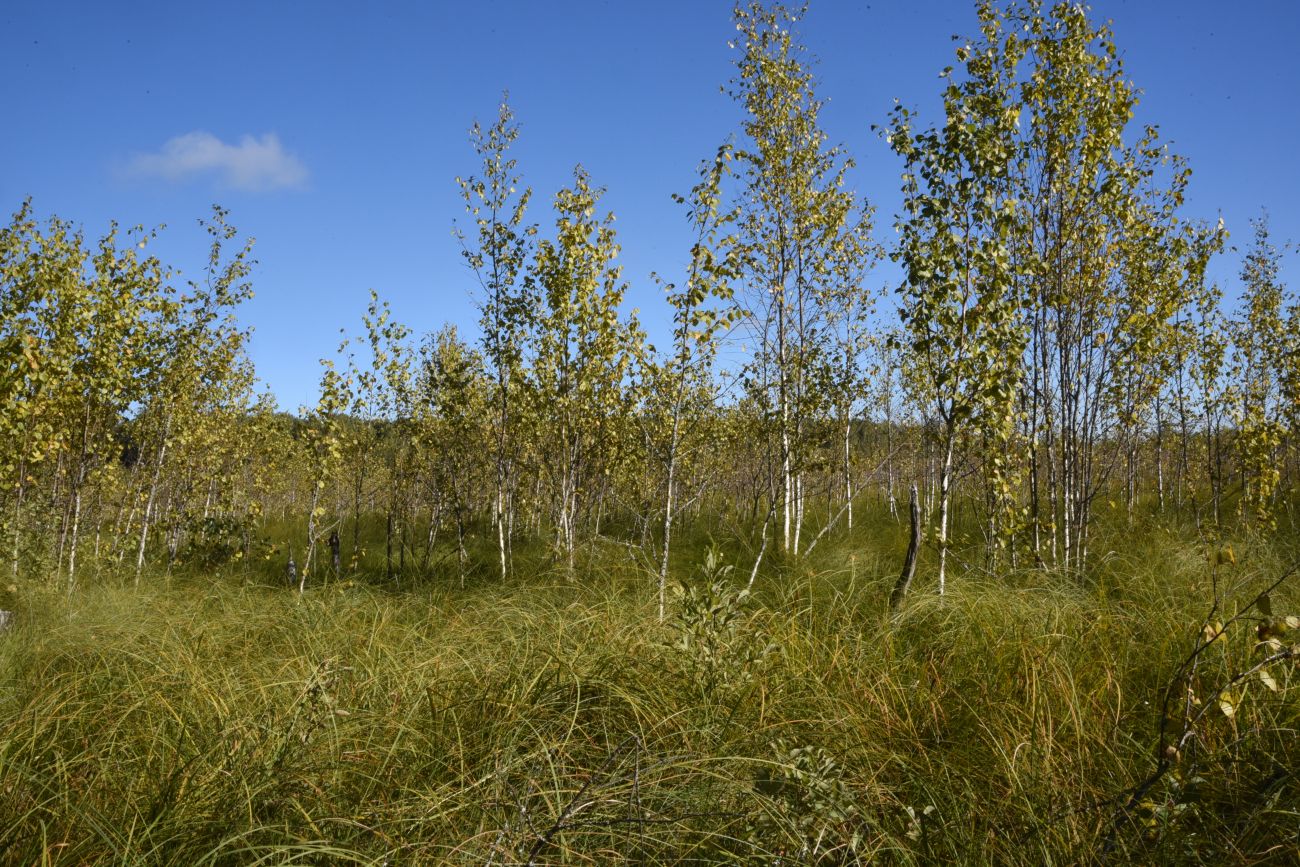 Большое Игнатовское болото, image of landscape/habitat.