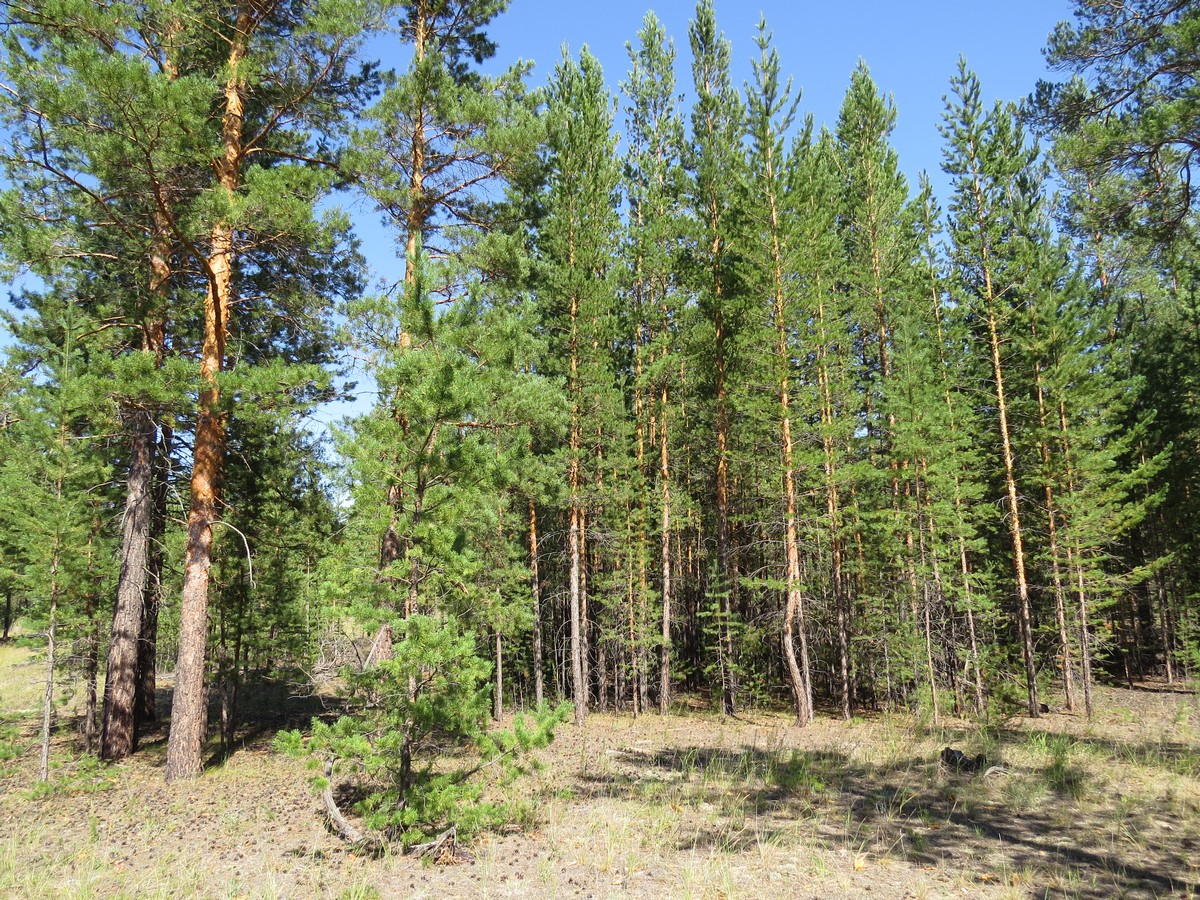 Коростелёвский бор, image of landscape/habitat.