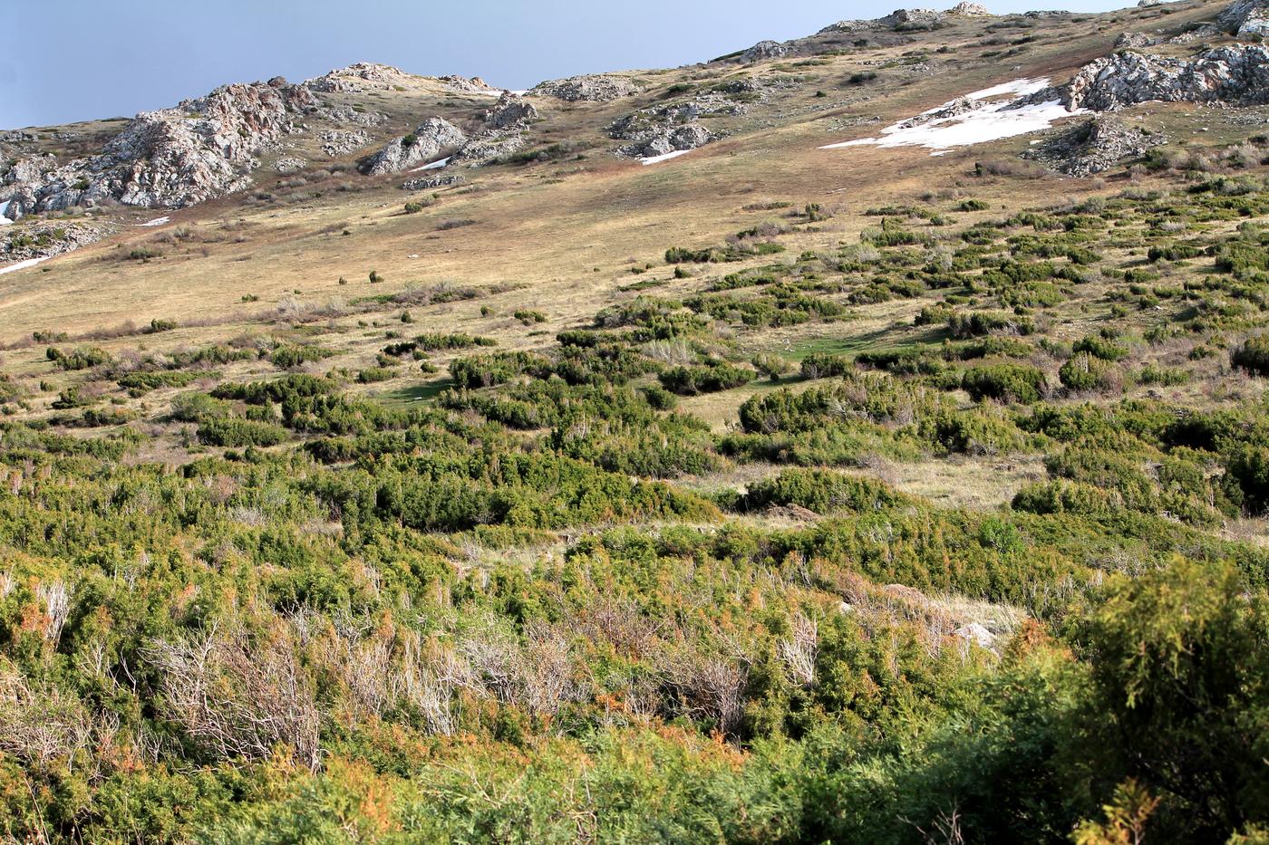 Окрестности с. Жабаглы, image of landscape/habitat.