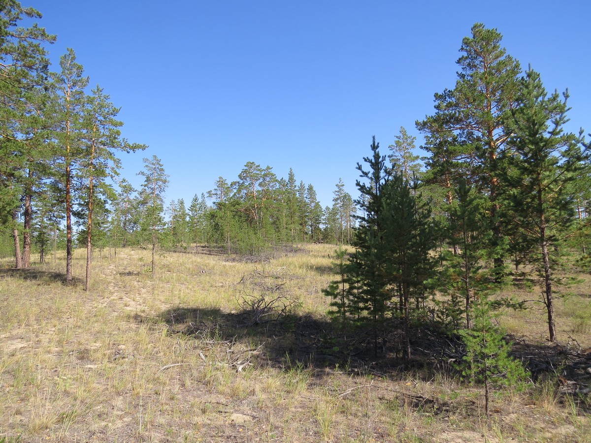 Коростелёвский бор, image of landscape/habitat.