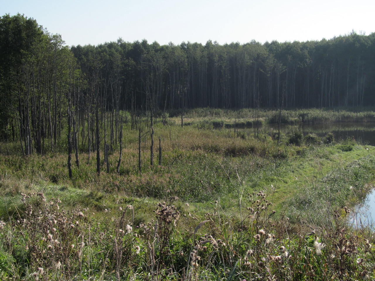 Водохранилище Косичи, image of landscape/habitat.