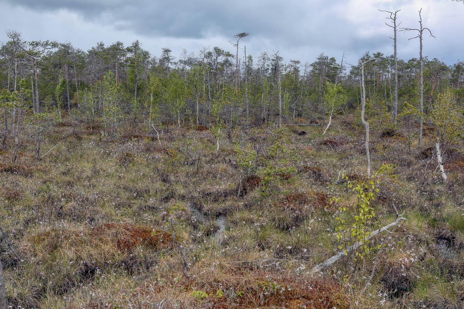 Окрестности Краснокамска, image of landscape/habitat.