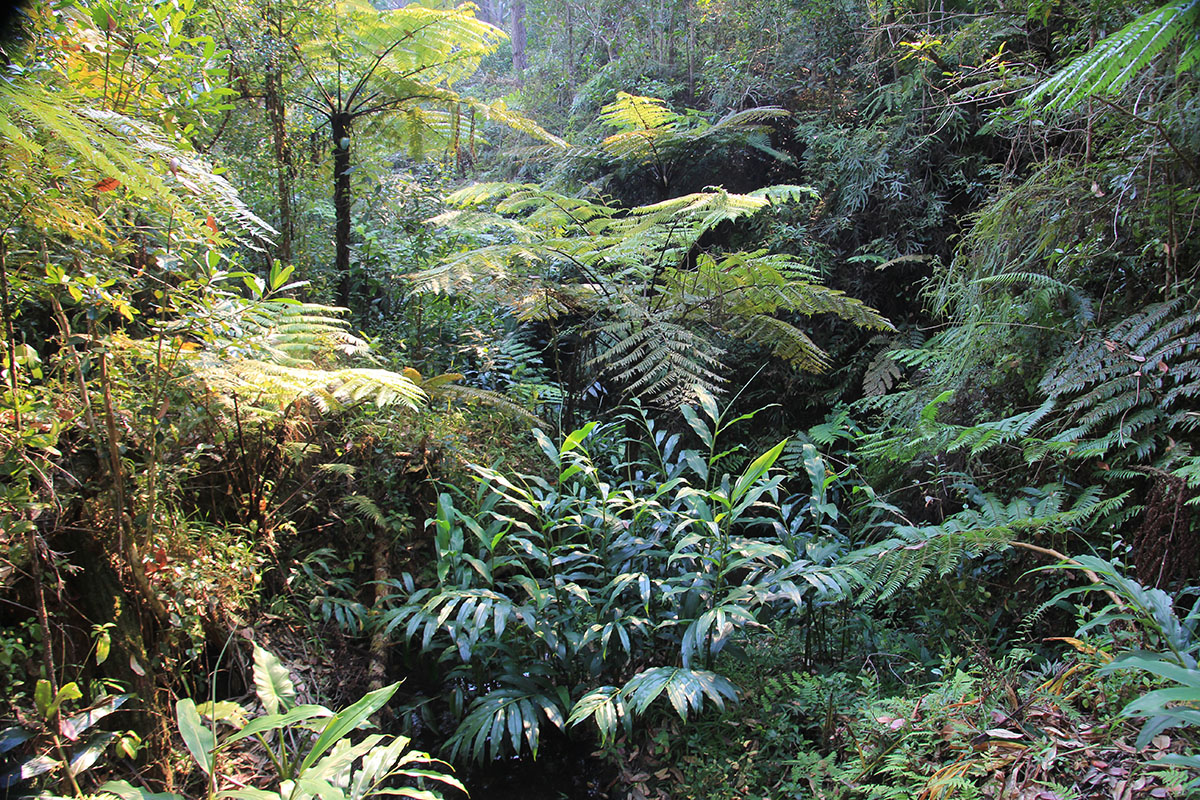 Андасибе-Мантадия, image of landscape/habitat.