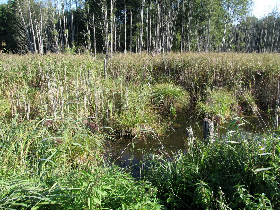 Водохранилище Косичи, image of landscape/habitat.