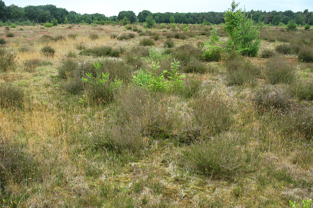 Окрестности Хавелте, image of landscape/habitat.