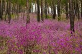 Окрестности Улан-Удэ, image of landscape/habitat.