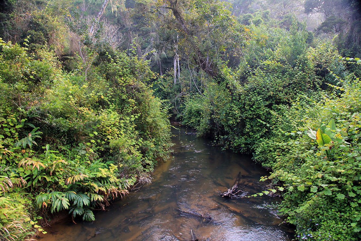 Андасибе-Мантадия, image of landscape/habitat.