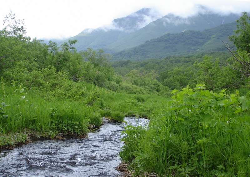 Кордон "Семеновский", image of landscape/habitat.