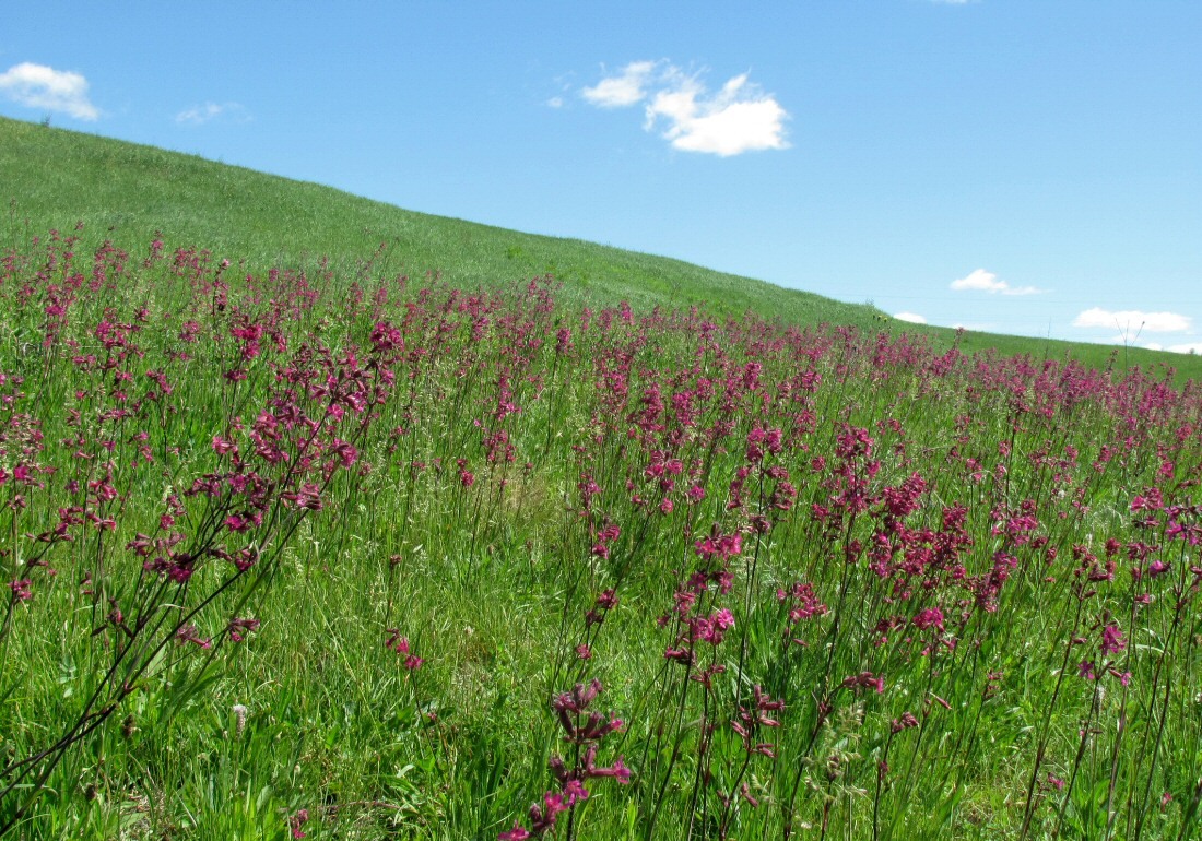 Смоленск, image of landscape/habitat.