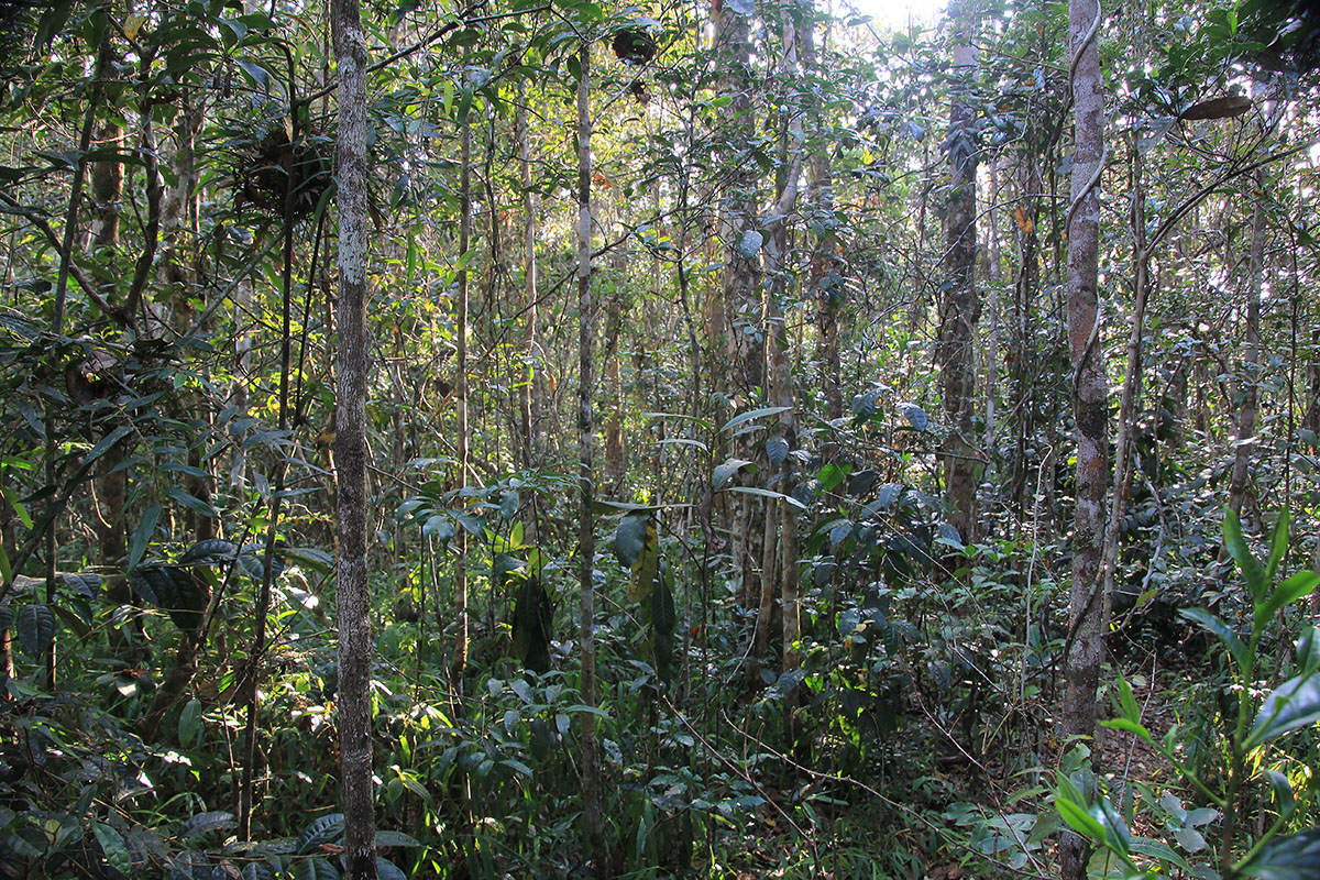 Андасибе-Мантадия, image of landscape/habitat.