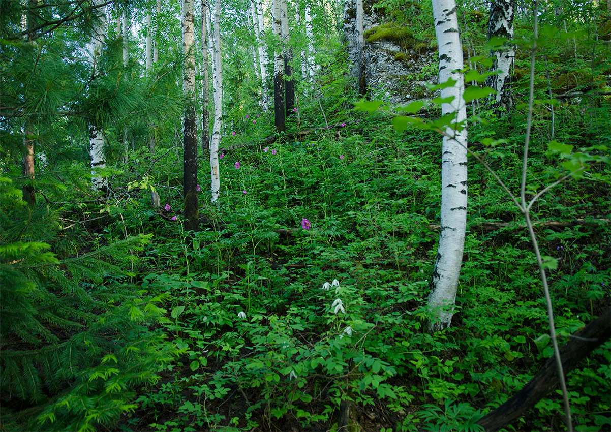 Окрестности урочища Тихий камень, image of landscape/habitat.