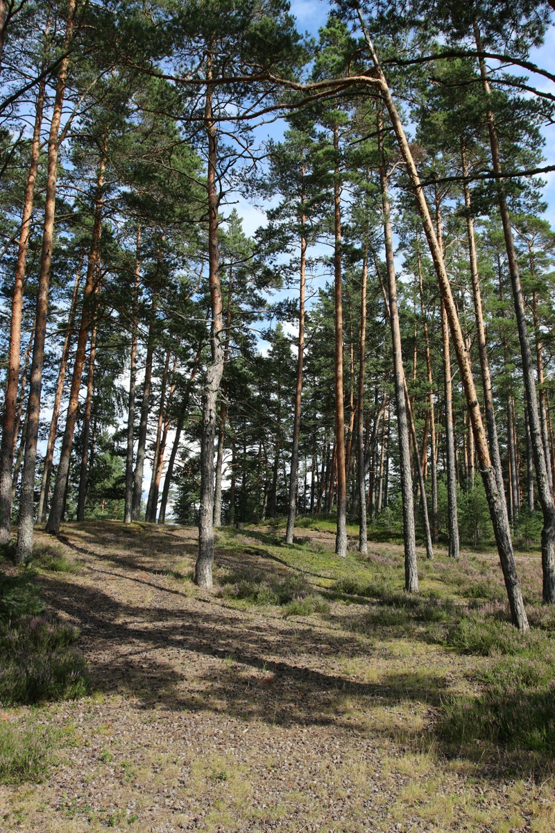 Окрестности деревни Выбье, image of landscape/habitat.