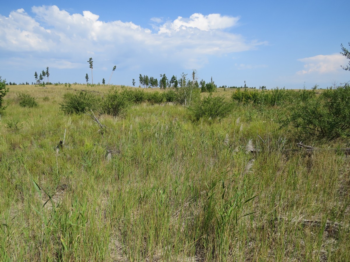 Коростелёвский бор, image of landscape/habitat.