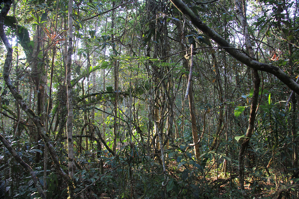 Андасибе-Мантадия, image of landscape/habitat.