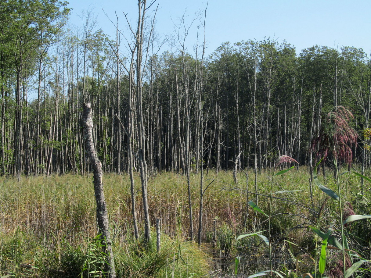 Водохранилище Косичи, image of landscape/habitat.