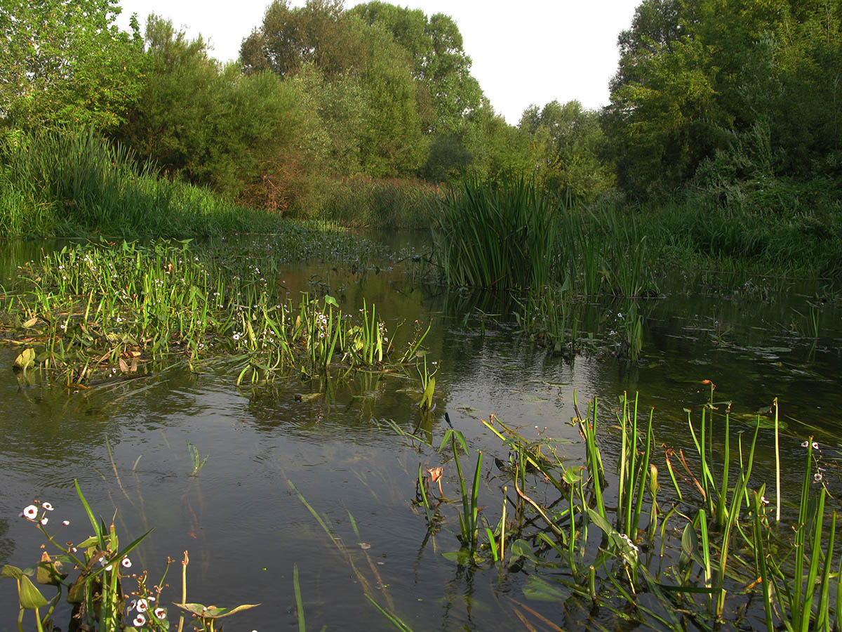 Среднее течение реки Усожа, image of landscape/habitat.