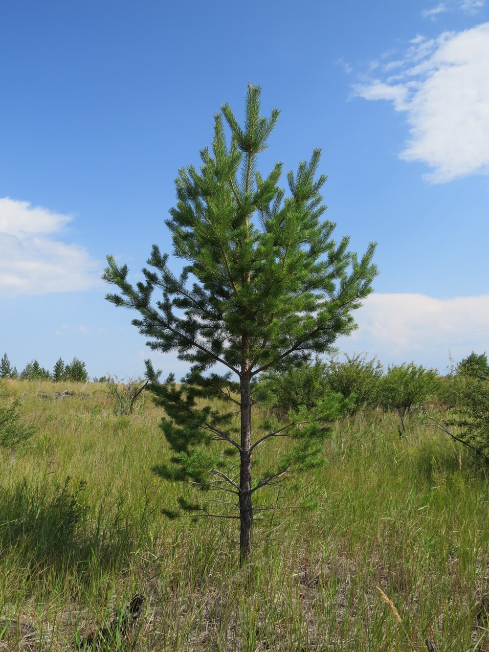 Коростелёвский бор, image of landscape/habitat.