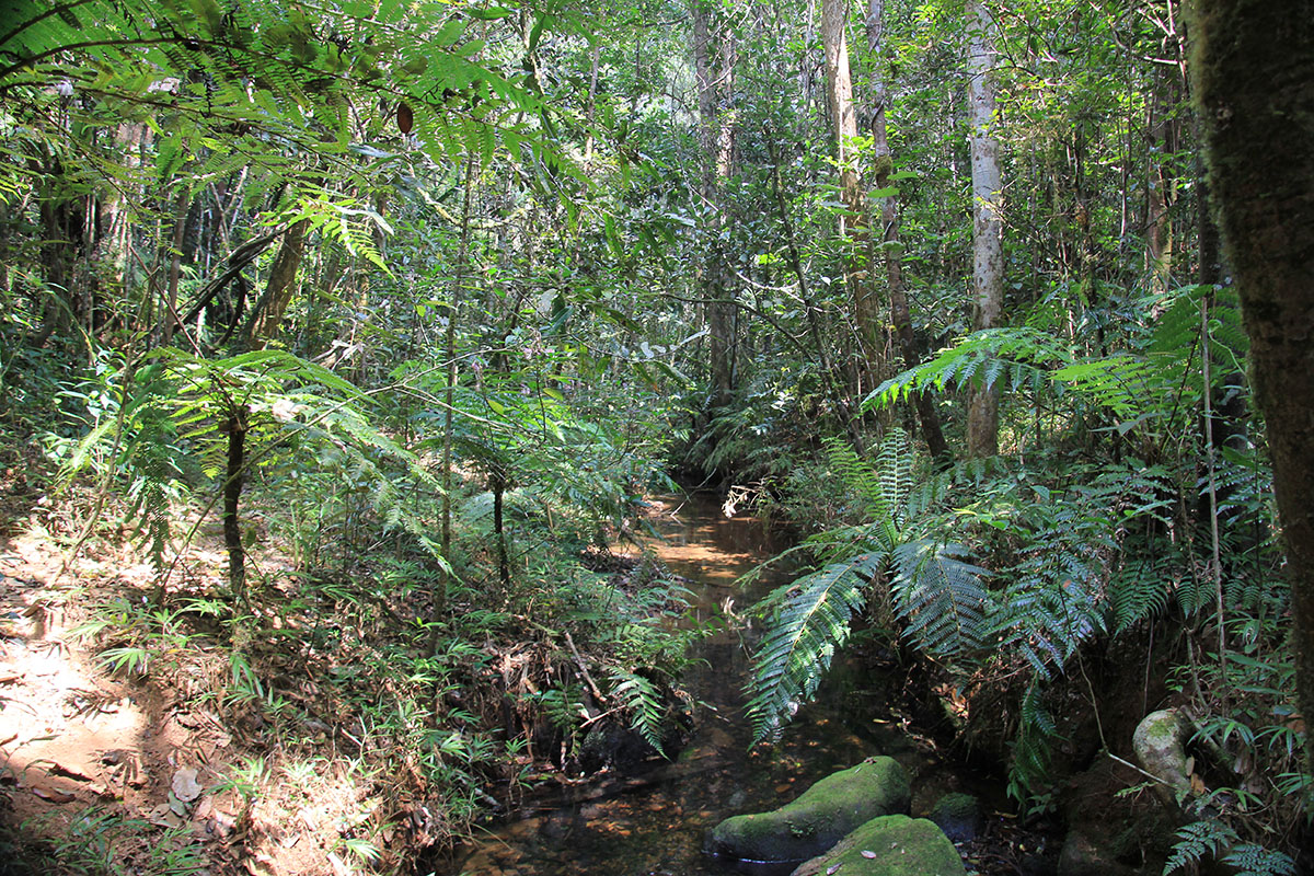 Андасибе-Мантадия, image of landscape/habitat.