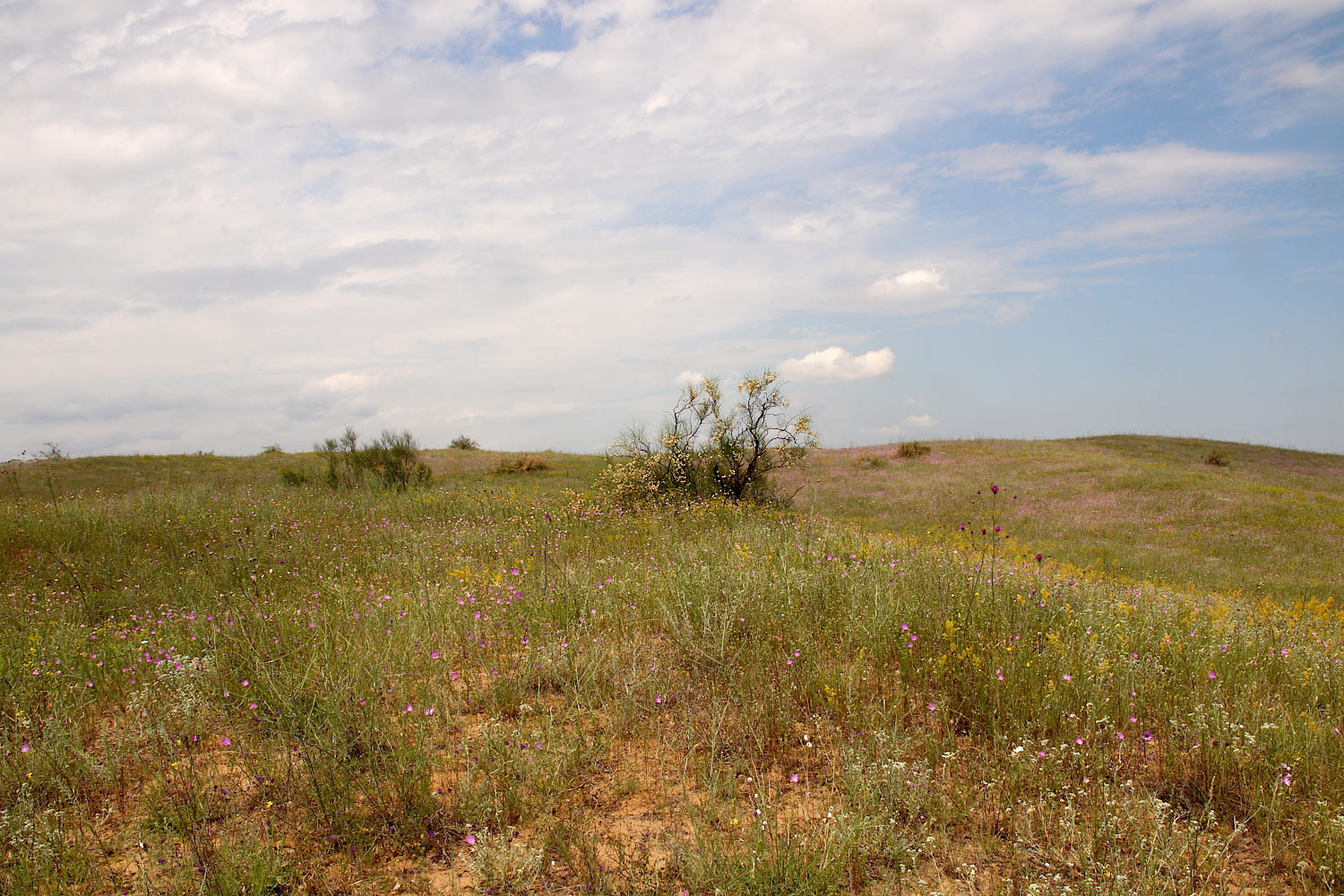 Бархан Сарыкум, image of landscape/habitat.