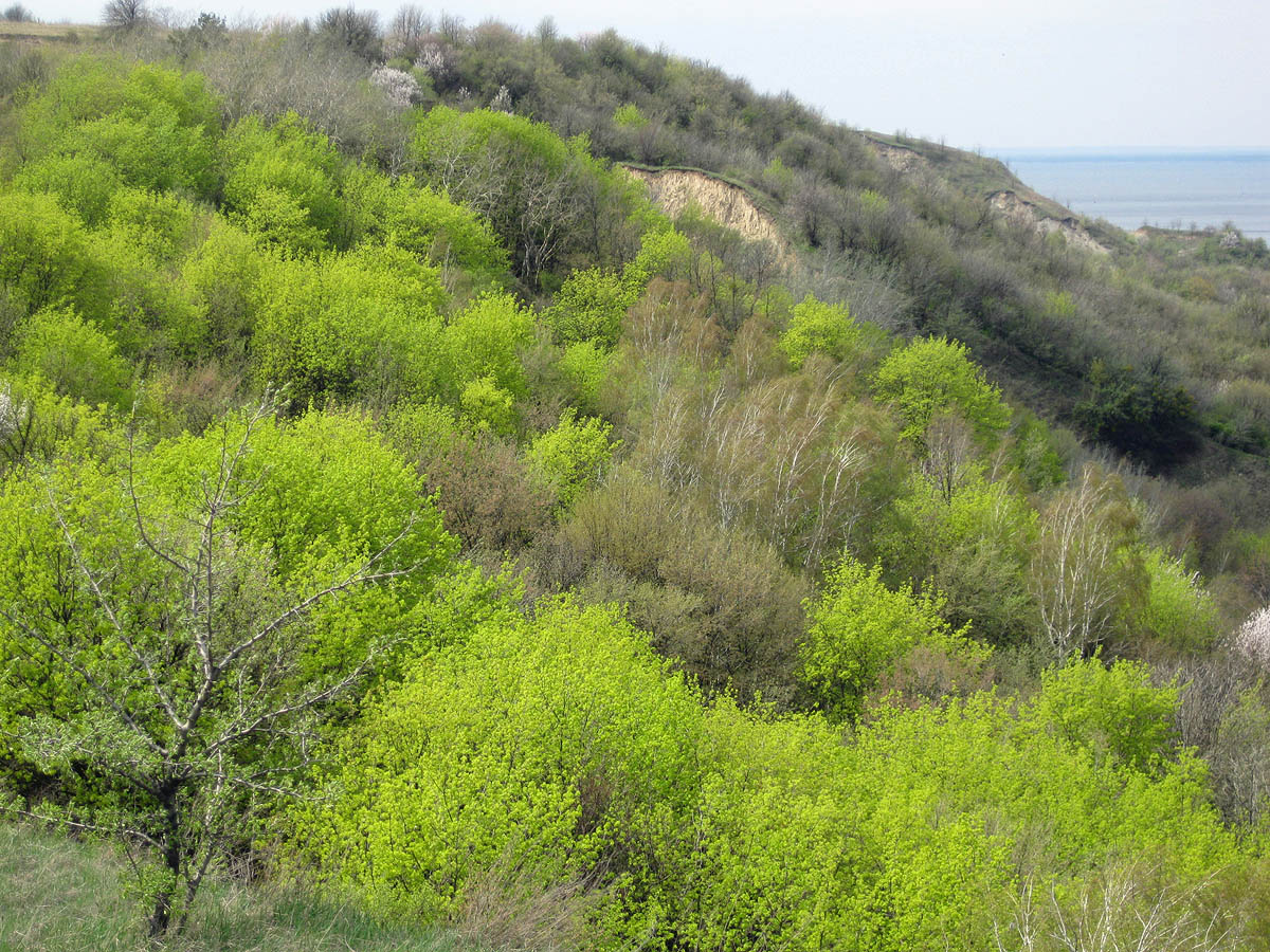 Трахтемиров, image of landscape/habitat.