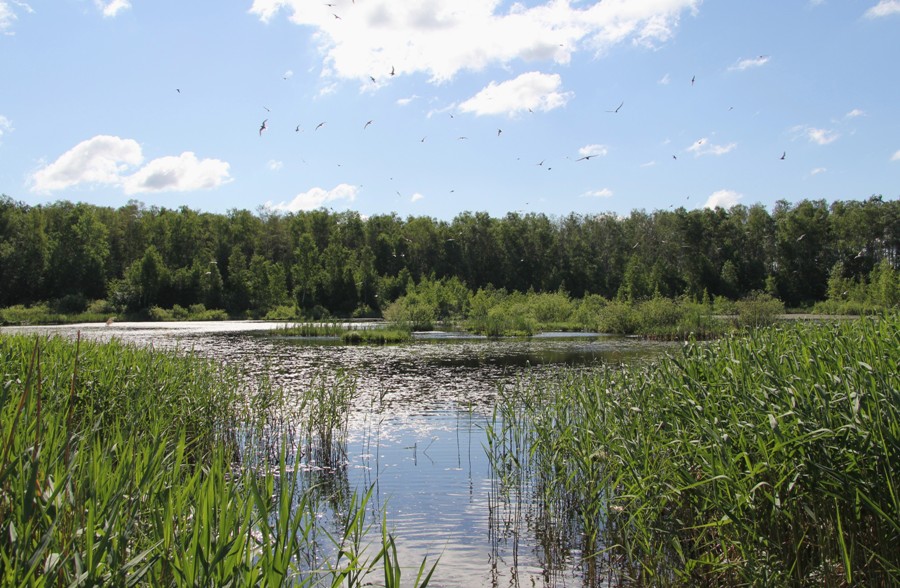 Москва Кузьминский лесопарк, image of landscape/habitat.