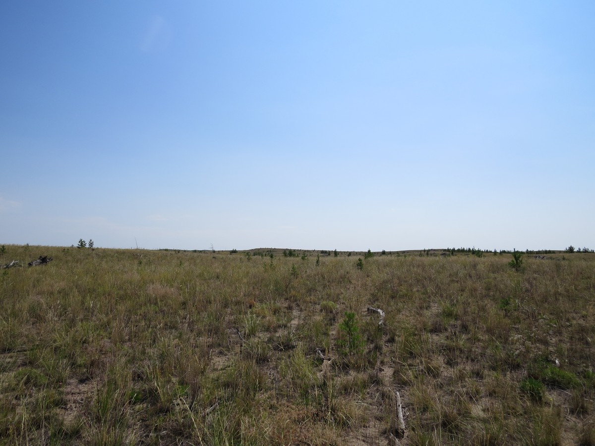 Коростелёвский бор, image of landscape/habitat.