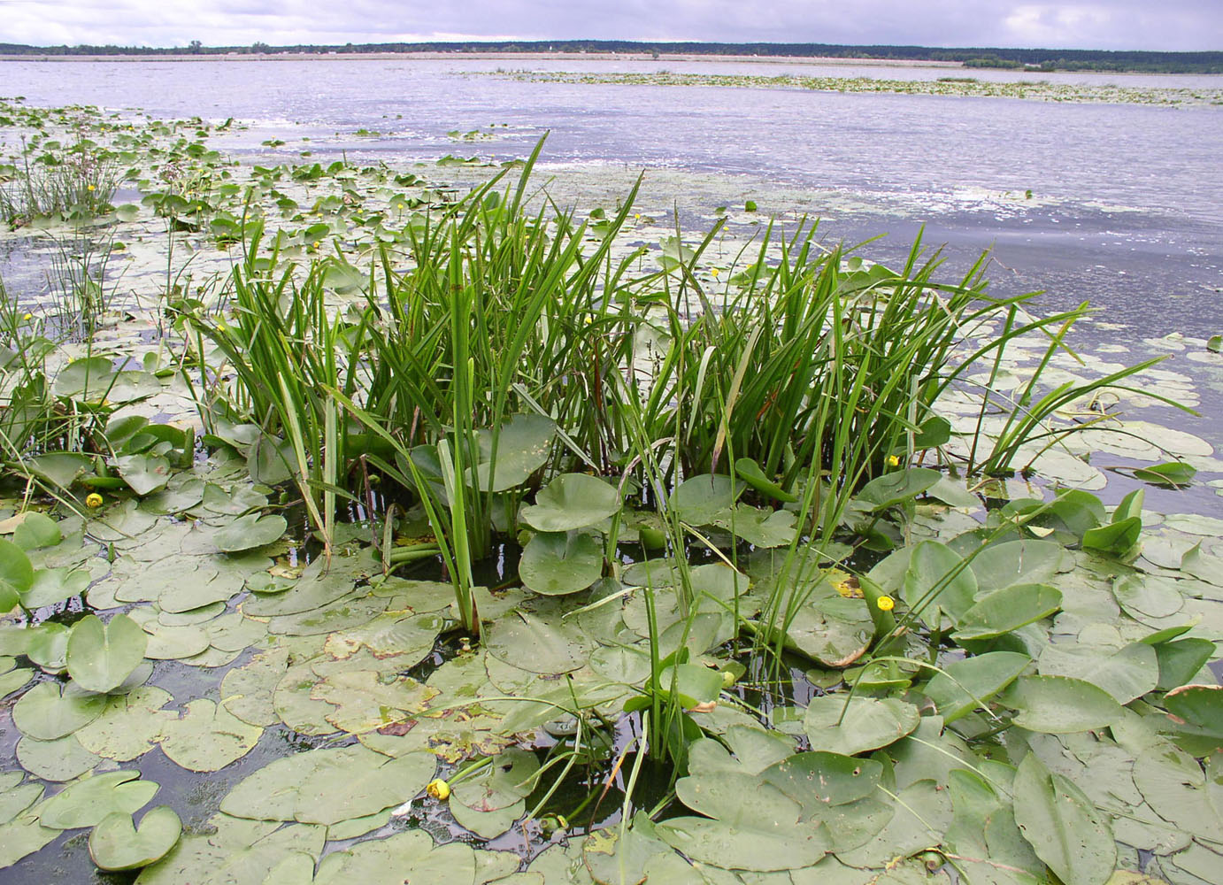 Чебоксарское водохранилище, image of landscape/habitat.