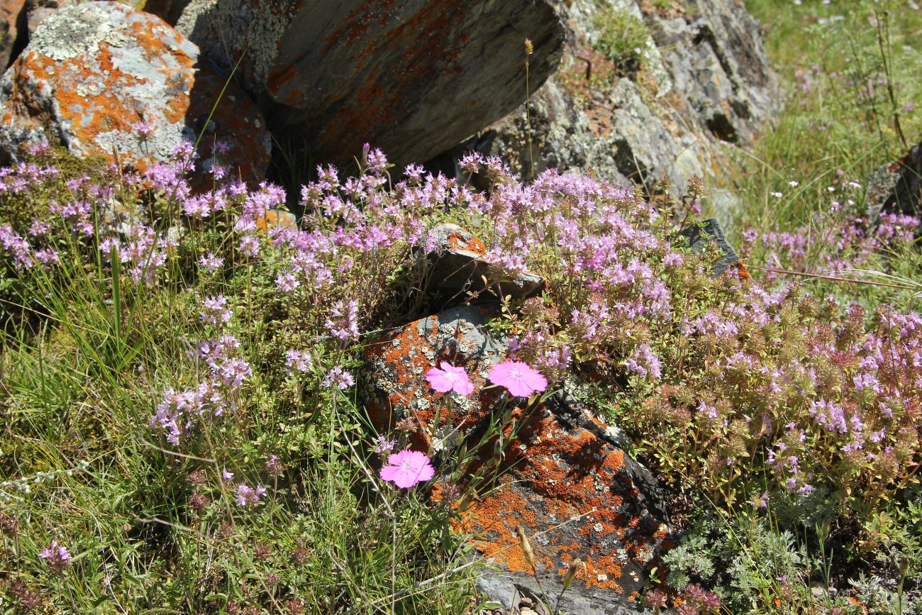 Окрестности устья Дейлюгем, image of landscape/habitat.