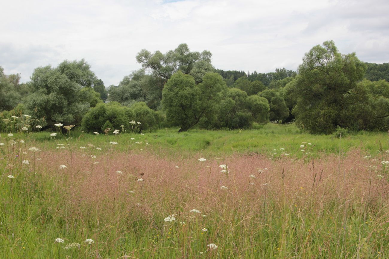 Окрестности деревни Сатино, image of landscape/habitat.