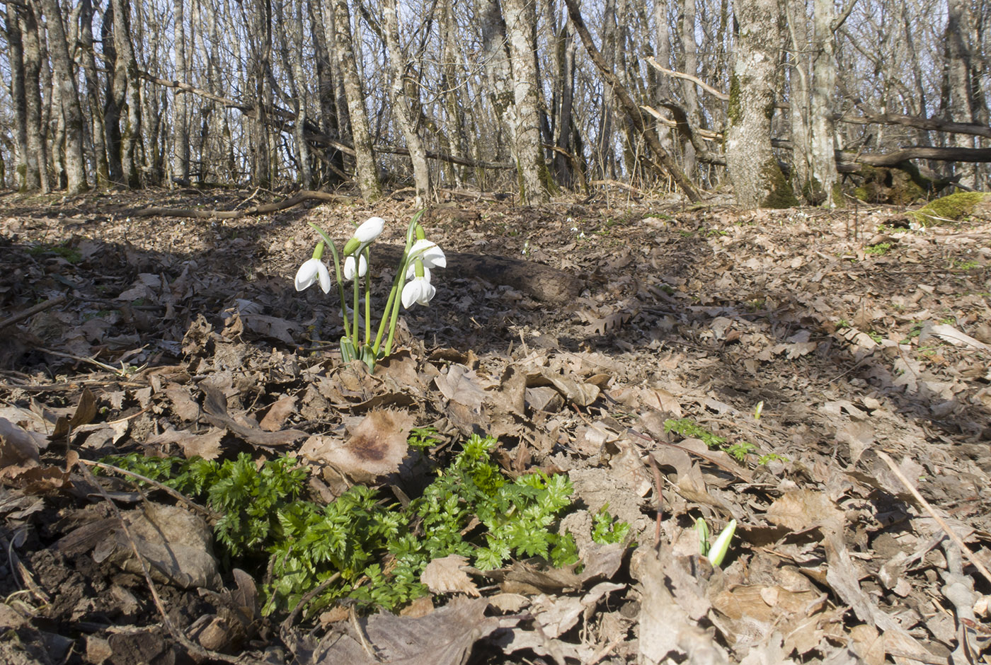 Глебовка, image of landscape/habitat.