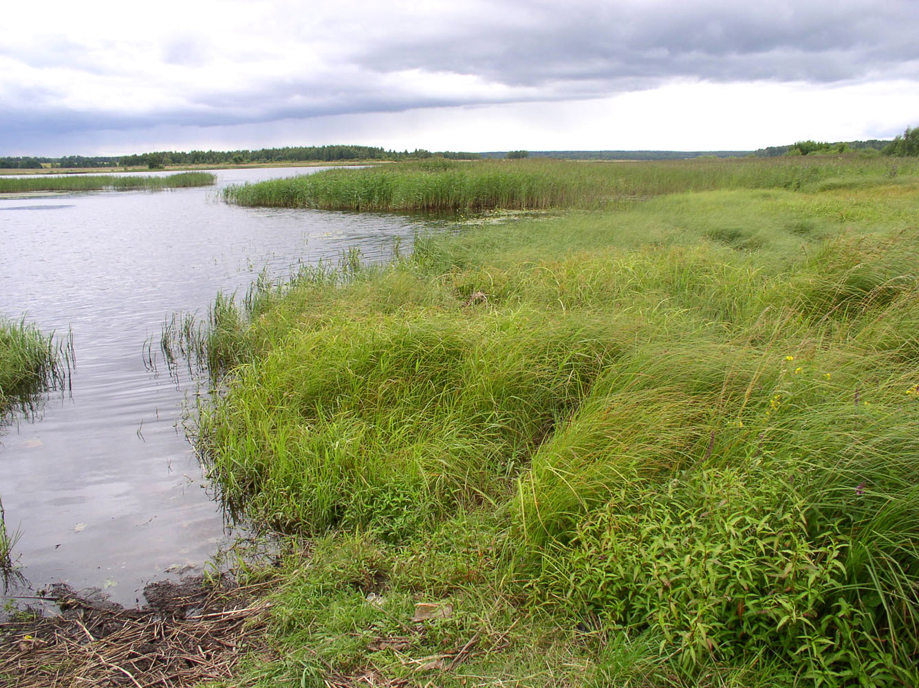 Горьковское водохранилище, image of landscape/habitat.