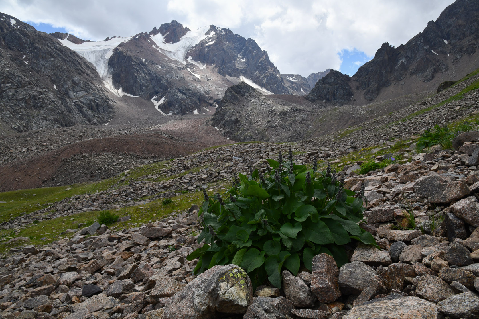 Перевал Талгар, image of landscape/habitat.