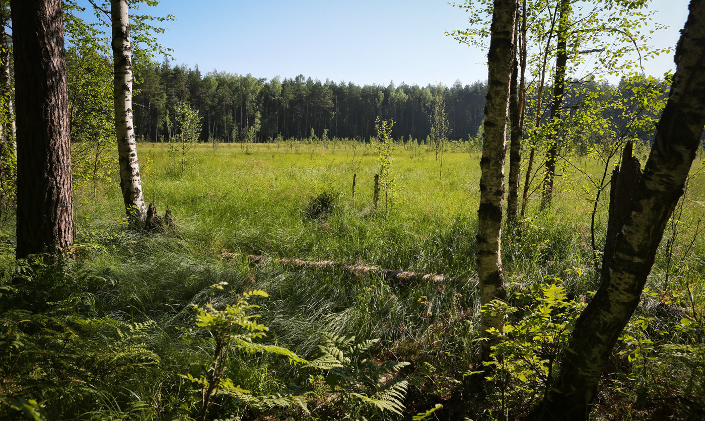 Кунчурихинский бор, image of landscape/habitat.