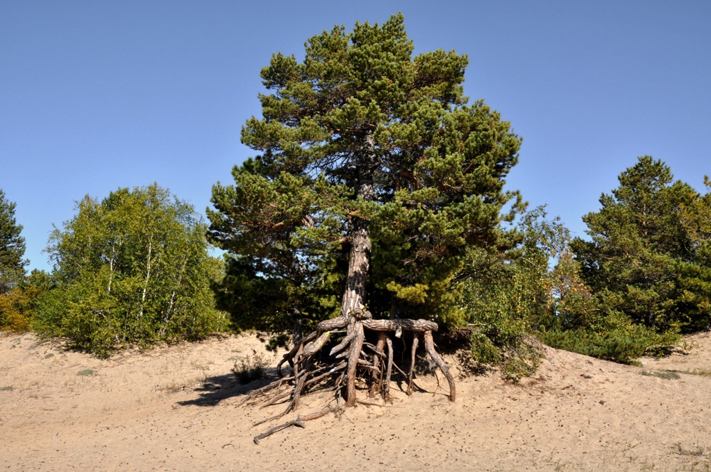 Байкал, мыс Тонкий, image of landscape/habitat.