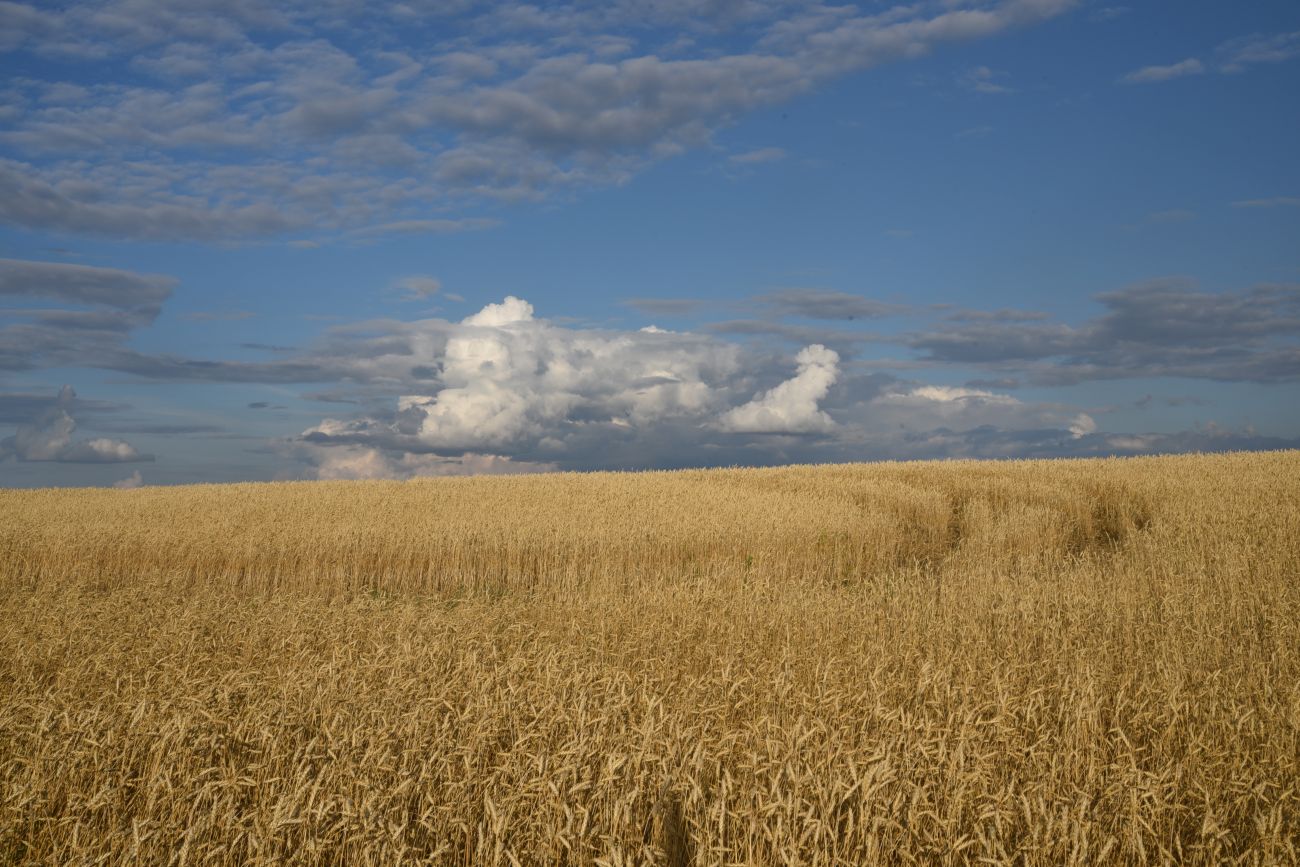 Село Никольское, изображение ландшафта.