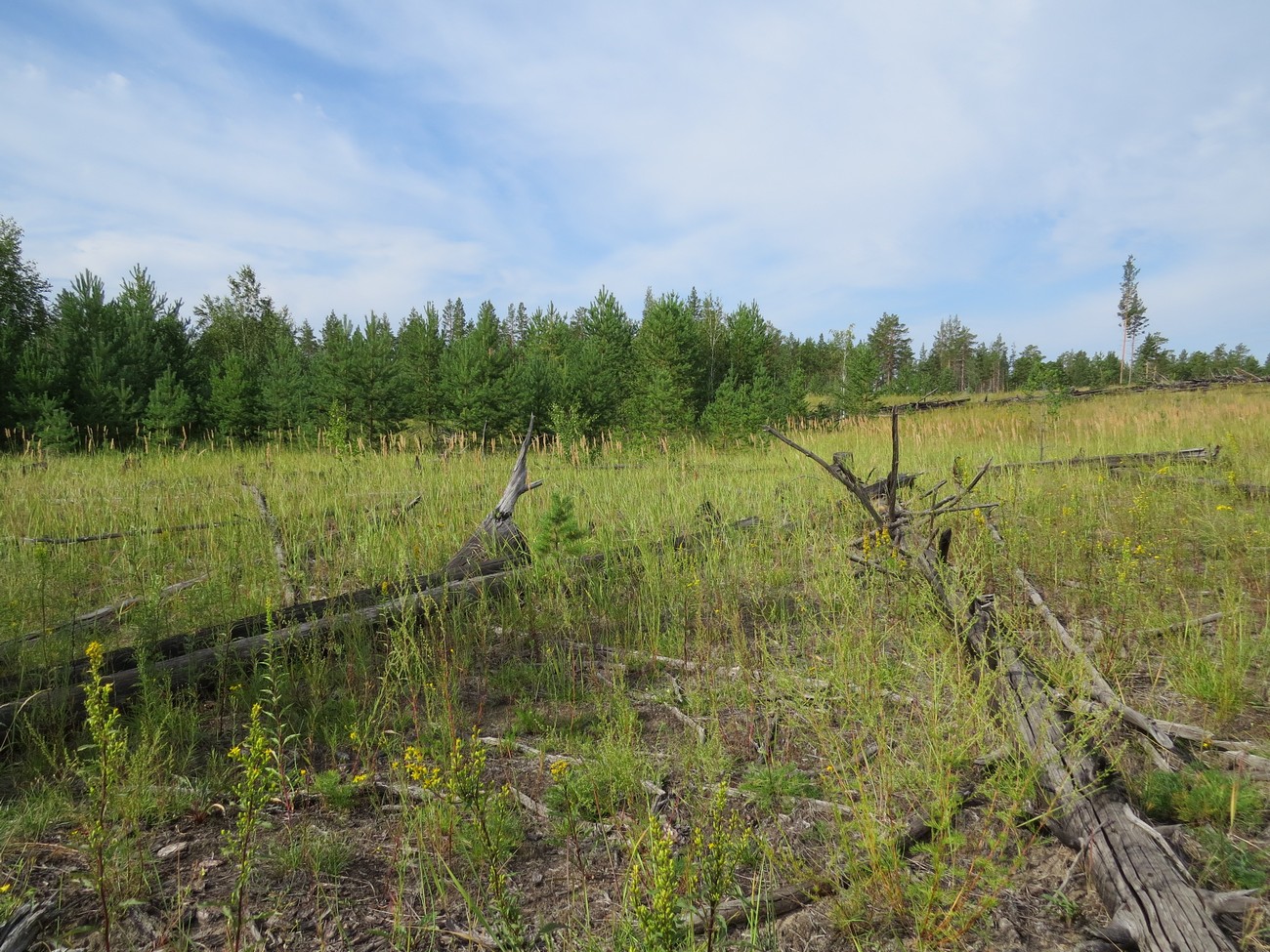 Сростинский бор, image of landscape/habitat.