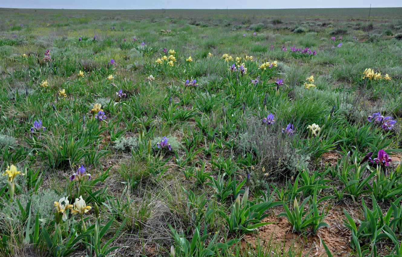 Окрестности посёлка Утта, image of landscape/habitat.