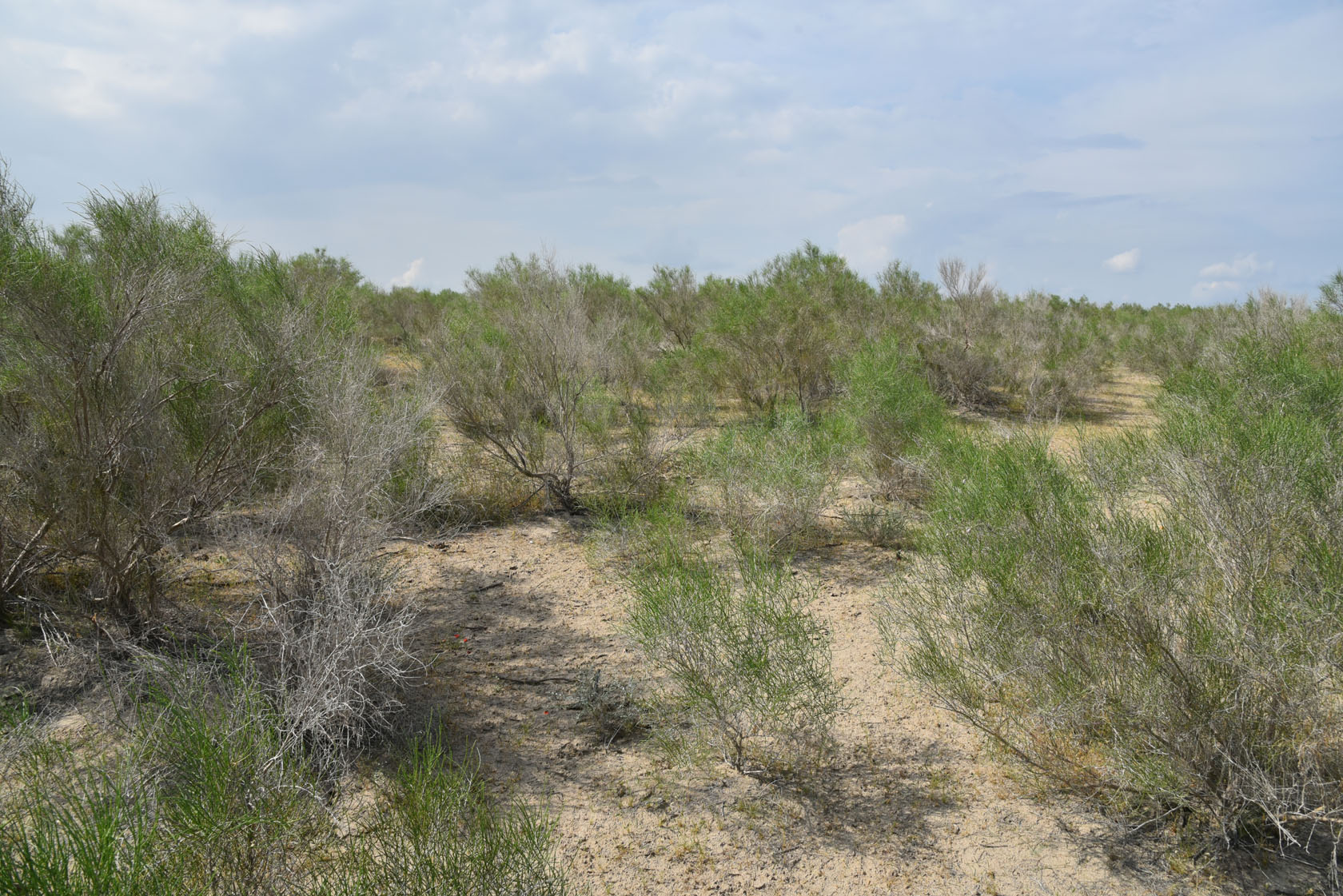 Тудакуль, image of landscape/habitat.