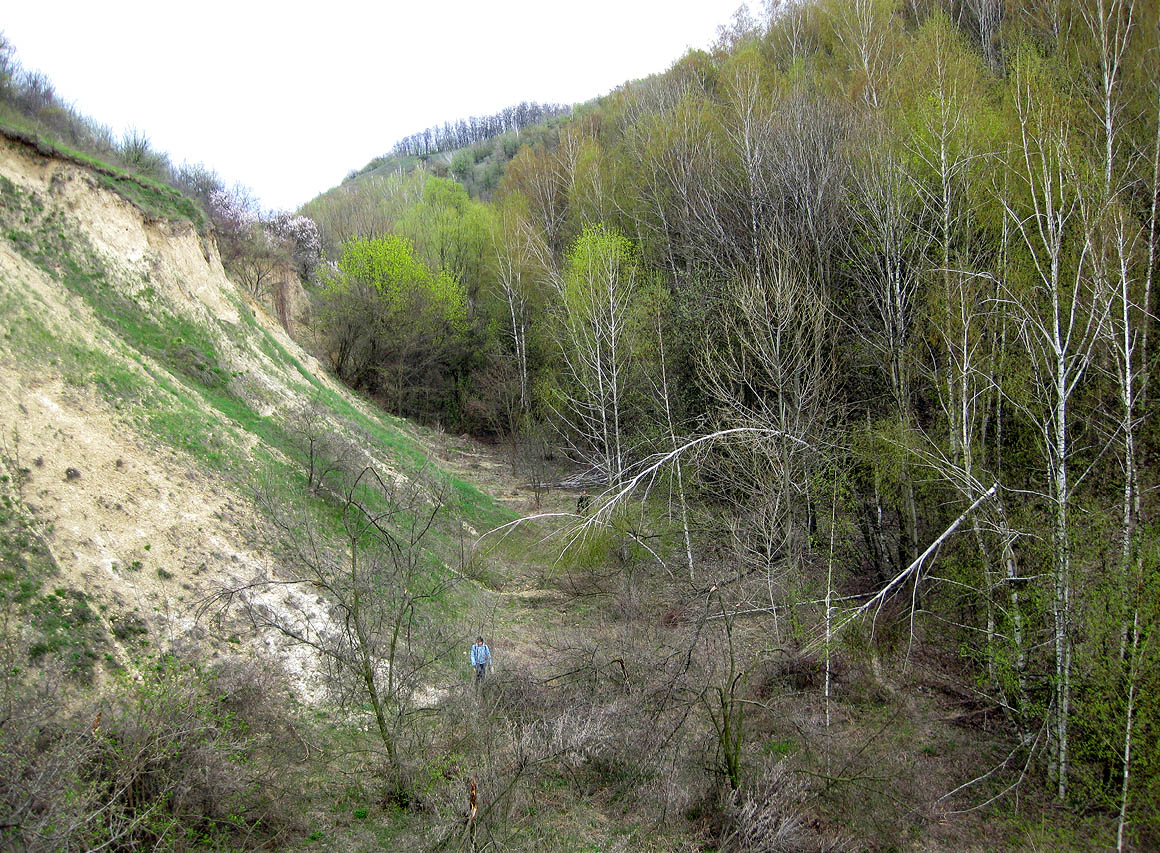 Трахтемиров, image of landscape/habitat.