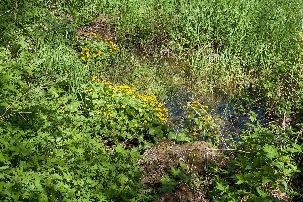 Гостилицы, image of landscape/habitat.