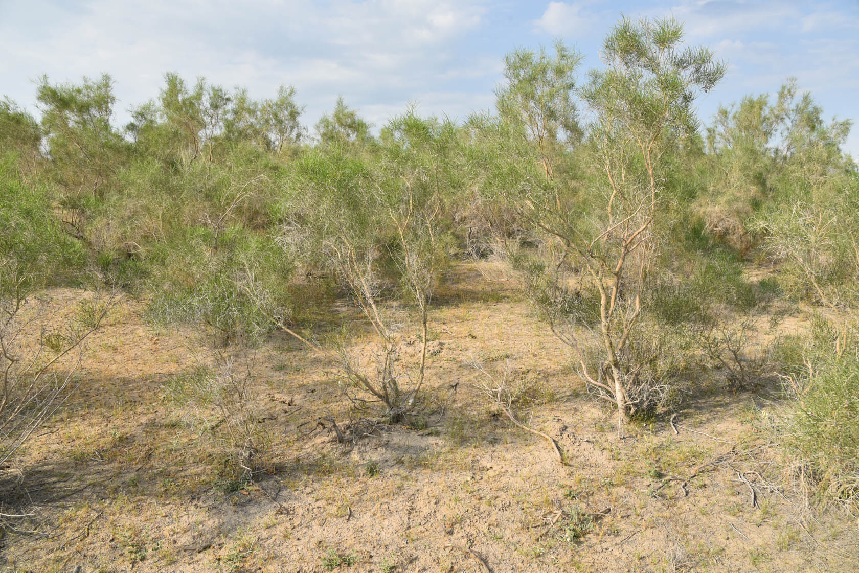 Тудакуль, image of landscape/habitat.