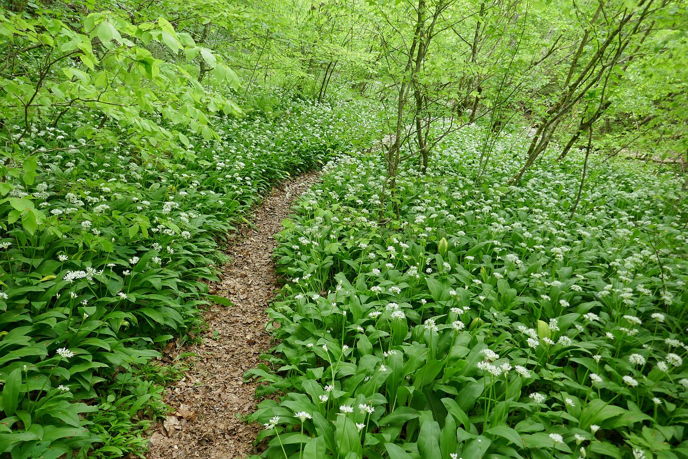 Долина реки Руфабго, image of landscape/habitat.