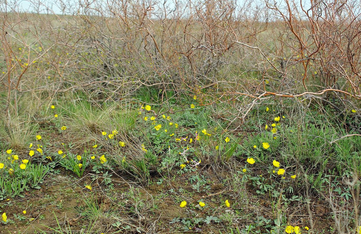 Карабутак, image of landscape/habitat.