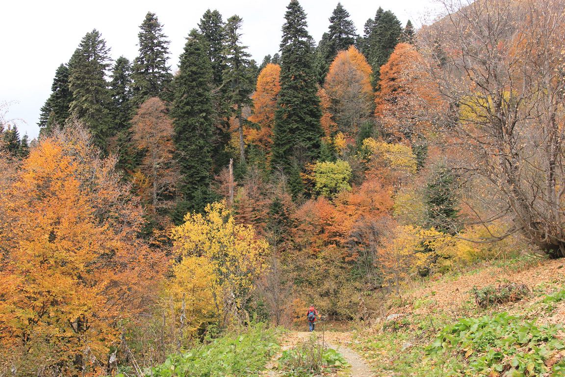 Хребет Псехако, image of landscape/habitat.